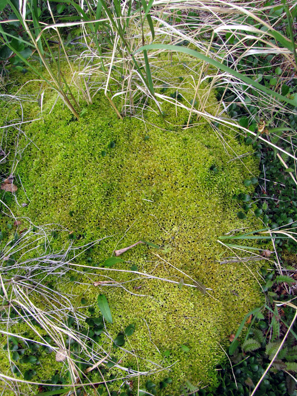 Sphagnum russowii
